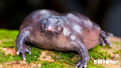 Tüyler Ürperten 10 Hayvan Türü