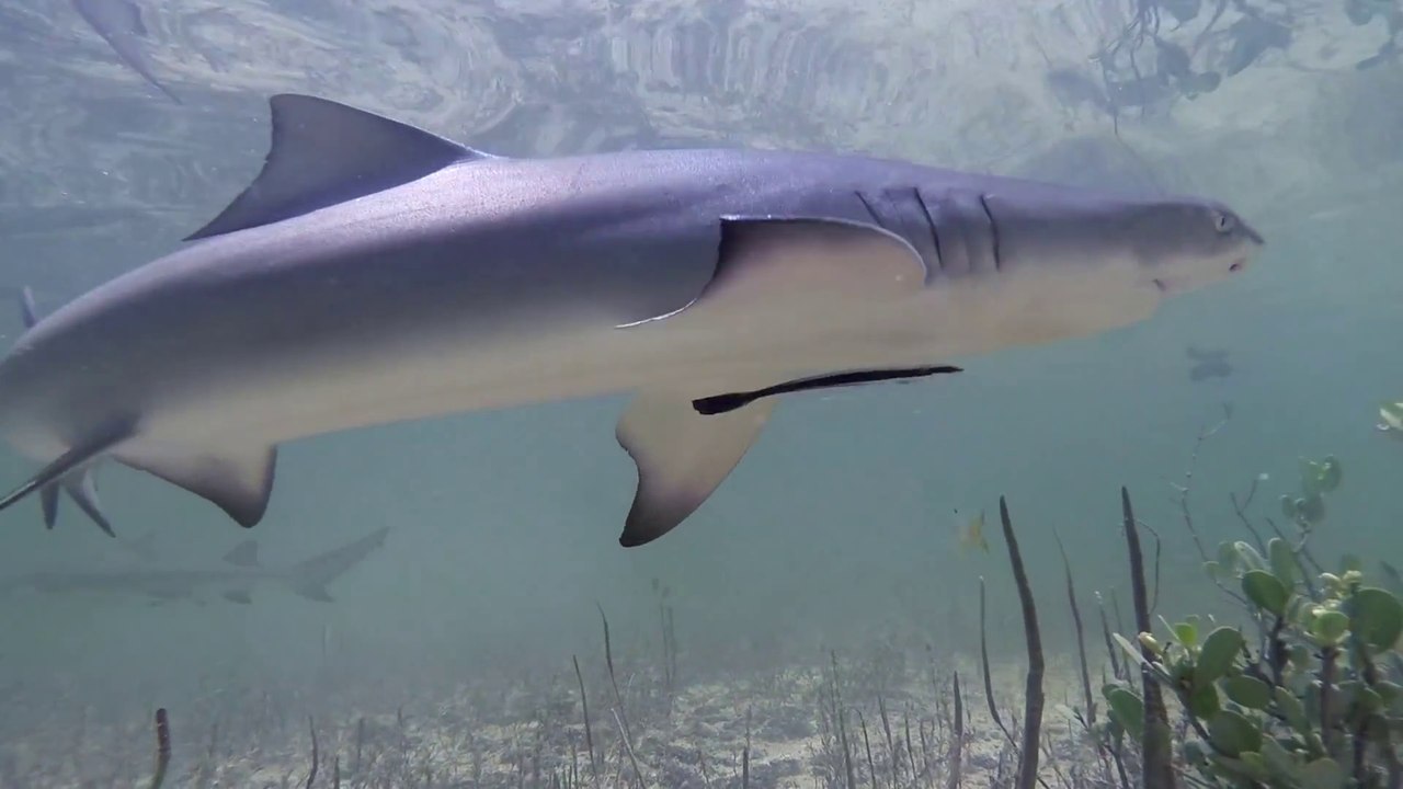 Il se tient debout au milieu de bébés requins nageant en Floride