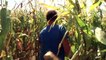 Genetically modified maize takes over in Spain | Eco-at-Africa