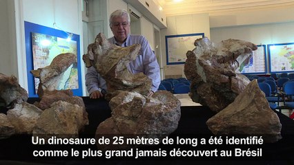 Brésil: le plus grand dinosaure du pays identifié
