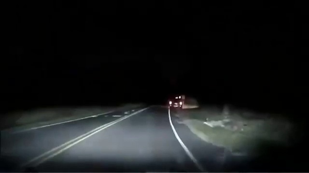 Quand tu tombes sur un automobiliste qui se bat avec un élan en pleine nuit.... Fou