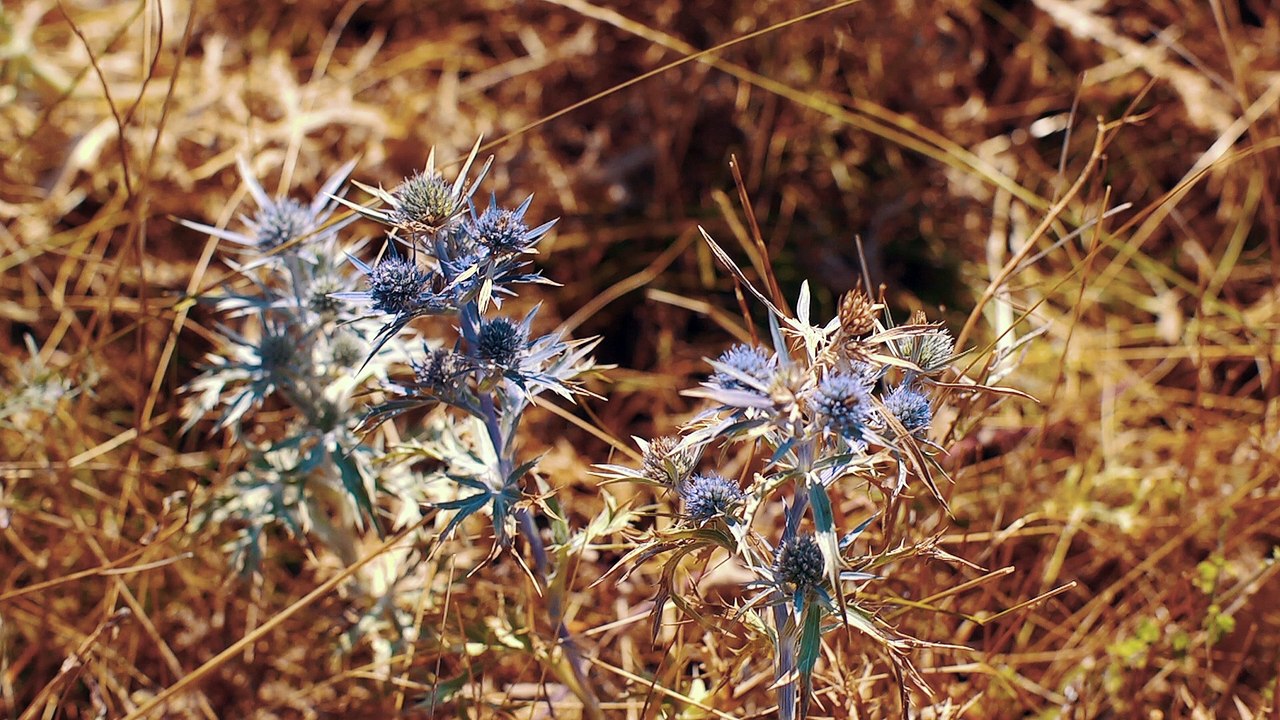 Nola - Negdje Izmedu