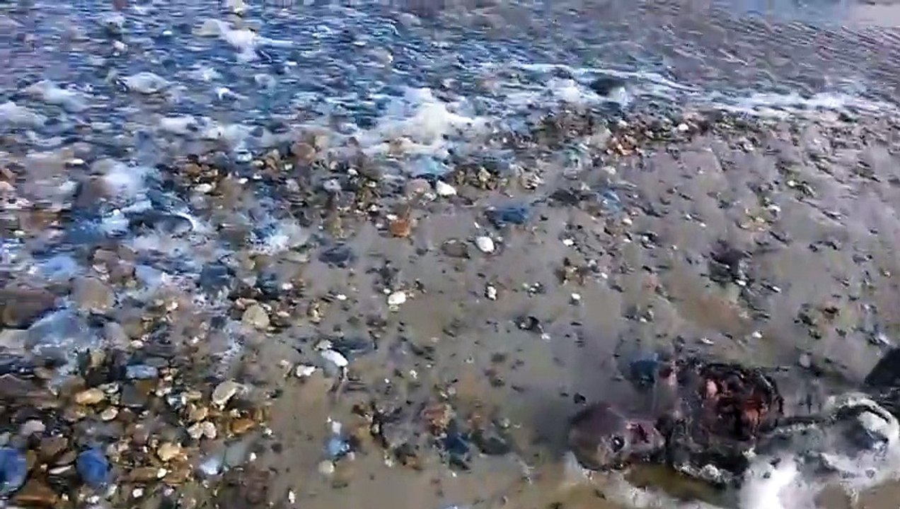 Il découvre le cadavre d’une sirène sur la plage (Angleterre)