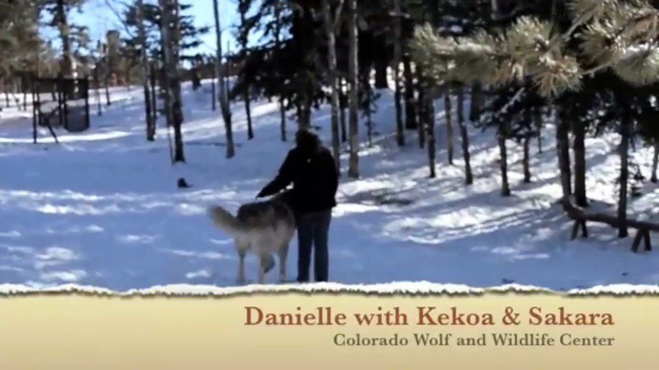 Giant Wolf Plops Down Beside Her, But Watch What Happens When They Make Eye Contact