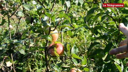 Lannion. Dans le jardin secret de Charles Le Laouénan
