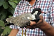 Osmaniye Türkiye'de Nadir Görülen Kuşu Vurdular