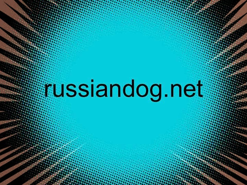 Borzoi at Russian "Eurasia" dog show