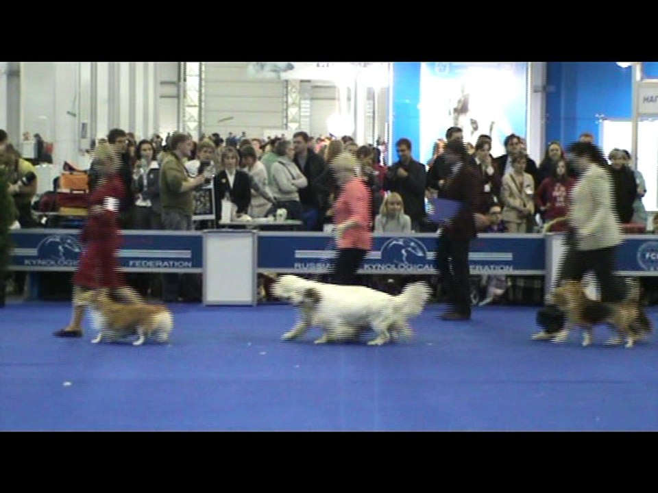 Clumber Spaniel at Russian "Eurasia" Dog Show