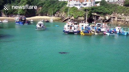 Seal nearly gets run over by fishing boat in Newquay Harbour