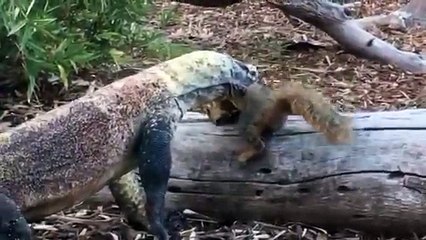 Un écureuil est attrapé et mangé cru par un dragon de Komodo au Zoo de San Diego