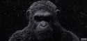 La Planète des singes 3 - Vidéo virale