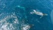 Drone Footage Captures Migrating Whale Pod Off Australian Coast