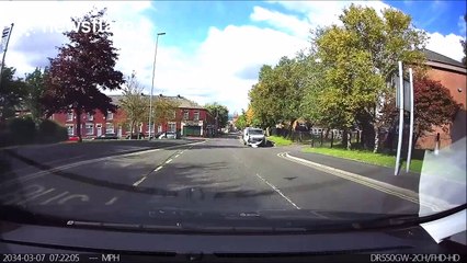 'Clever' cat knows how to cross a road