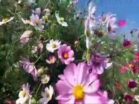 HAYAT SEN NE ÇABUK HARCADIN BENİ ...