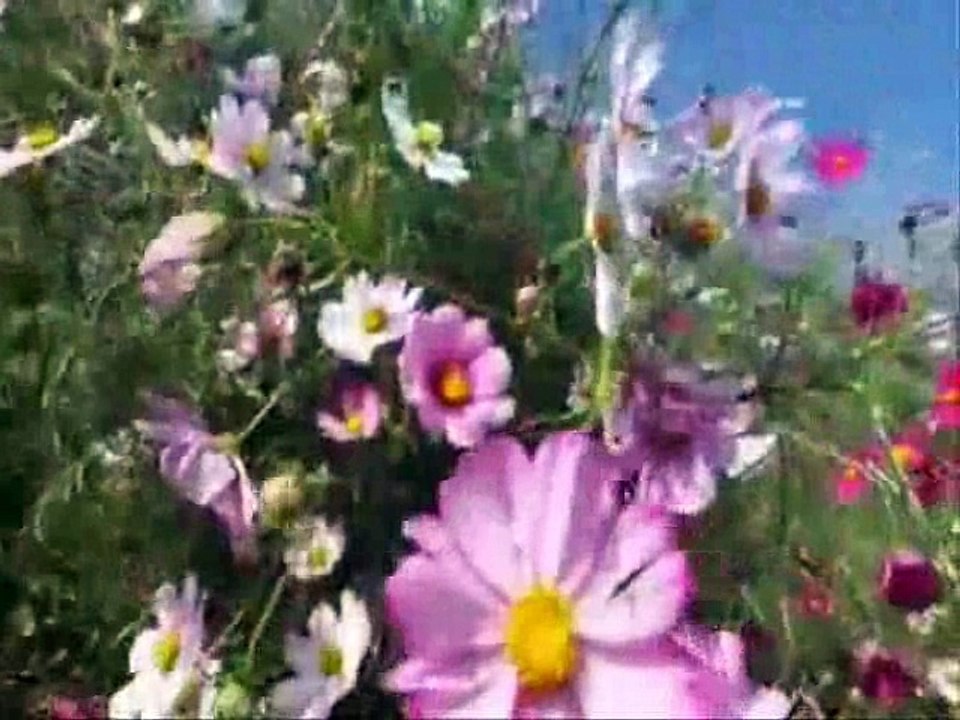 HAYAT SEN NE ÇABUK HARCADIN BENİ ...