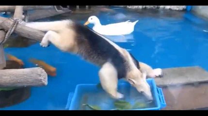 Le tamandua : L'animal trop mignon qui va vous faire éclater de rire