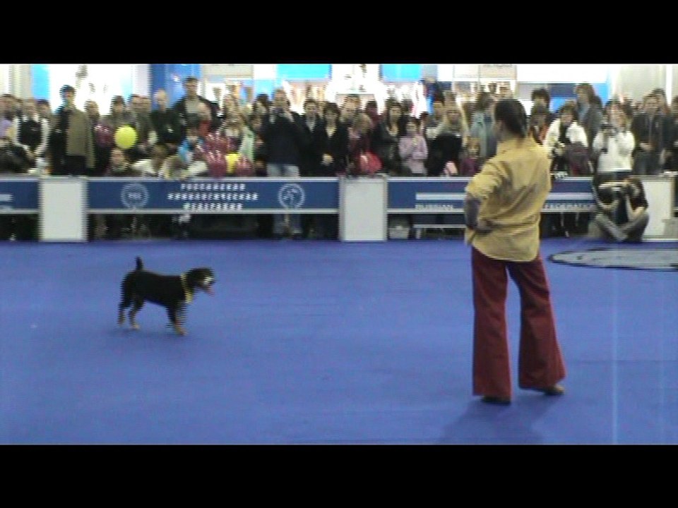 Freestyle Dog Dancing at Russian "Eurasia" Dog Show