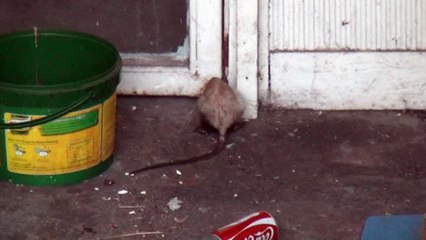 KAYAHAN'IN ŞARKISI GERÇEK OLDU...