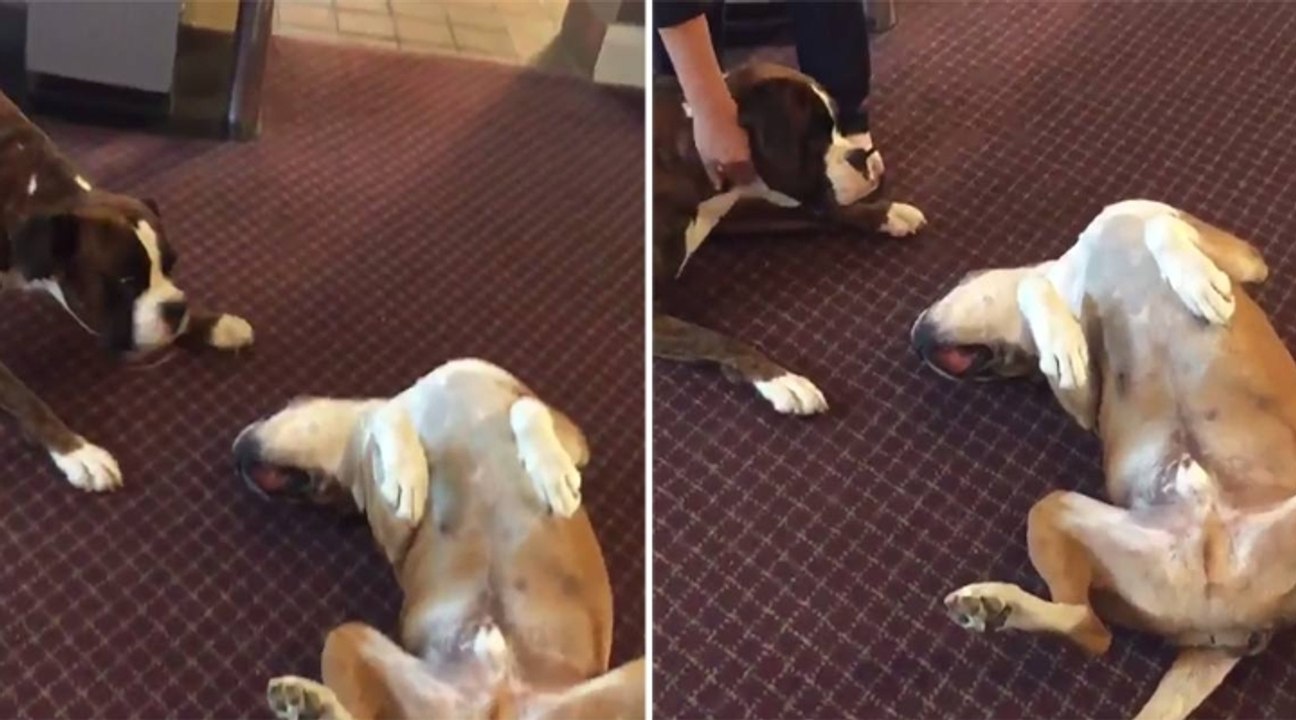 Scherzi tra cani: finge di essere morto. Ecco come reagisce il suo amico