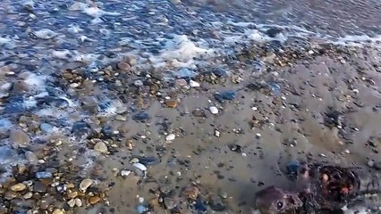 ¿Descubierto un cadáver de sirena en una playa de Inglaterra?
