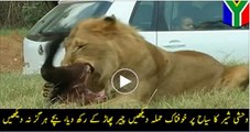 Lion-attack-American-tourist-mauled-to-death-at-South-African-safari-park