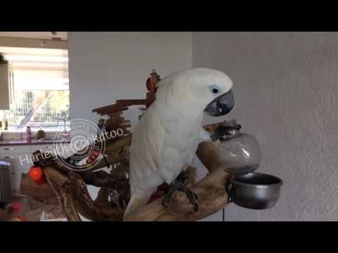 Content Cockatoo Enjoys Cool Cup of Lemonade