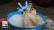 Polar bear cub loses her cool in a kiddie pool of ice