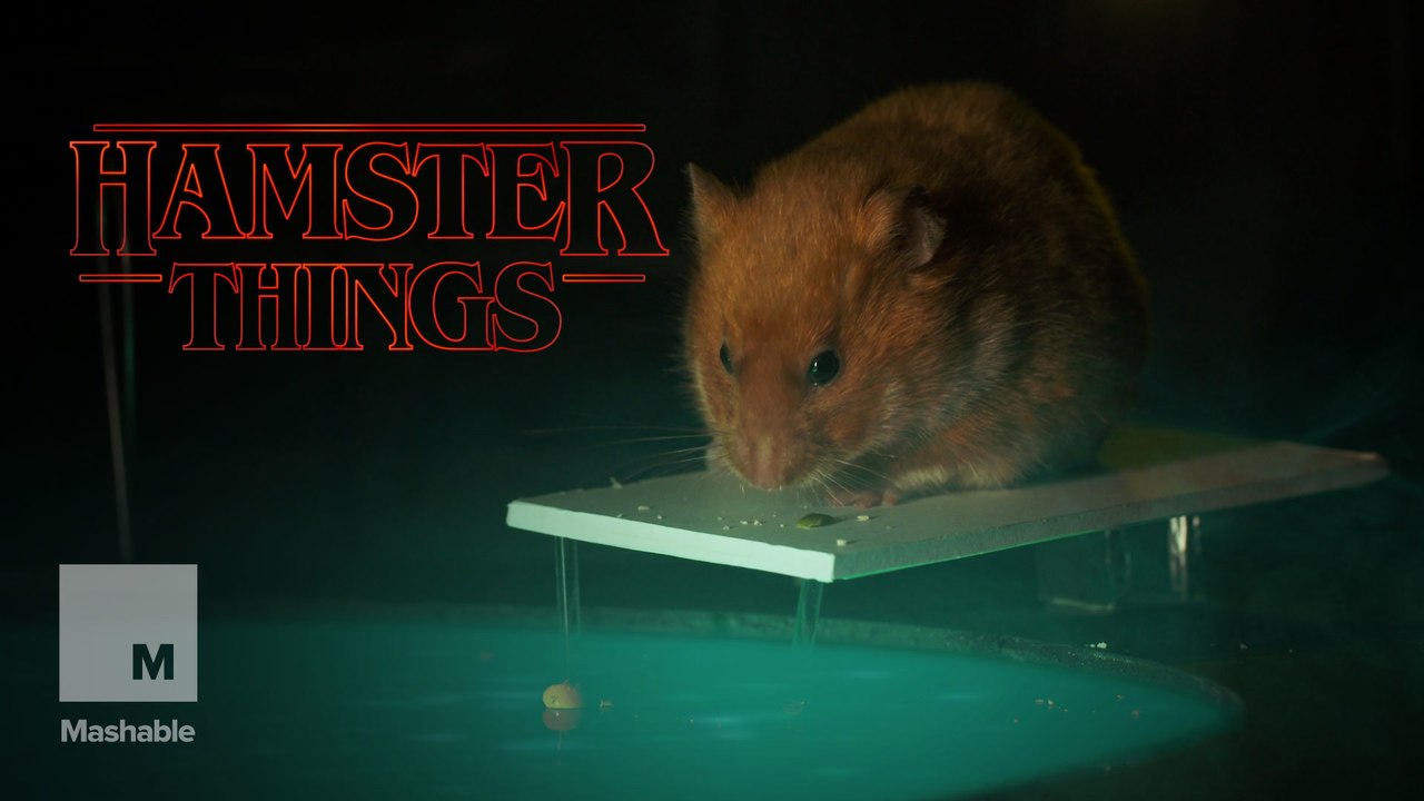 Introducing 'Hamster Things'