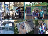 Mountain Lion and Polar Bear at San Diego Zoo (part 2) | Liam and Taylor's Corner