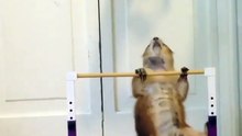 ferret funny gymnastic