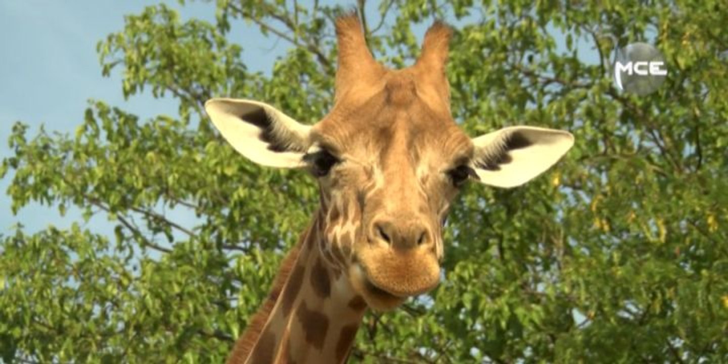 MCE a testé : devenir soigneuse de girafes au zoo de Vincennes