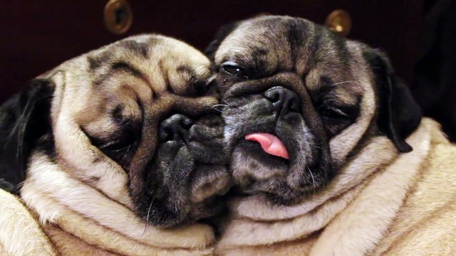 Twin Pugs Sleeping