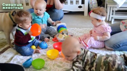 Мопсы играют с детьми. Прикольные мопсы и дети