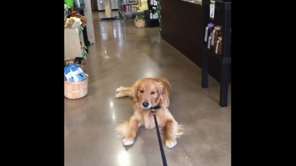 Ce chien ne veut absolument pas sortir du magasin. LOL !