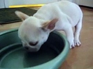 Thirsty French Bulldog
