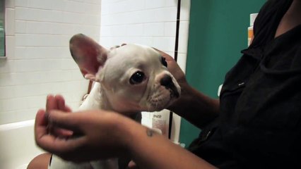 Talulah the French Bulldog Puppy takes a bath