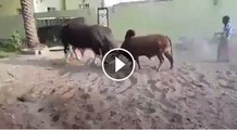 Heavy weight bull competation