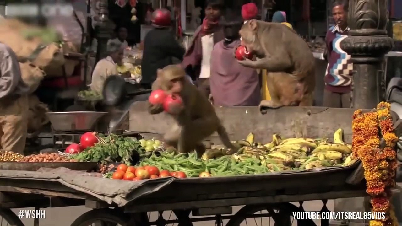 Worldstar Animals Uncensored Part 2(By ItsReal85)