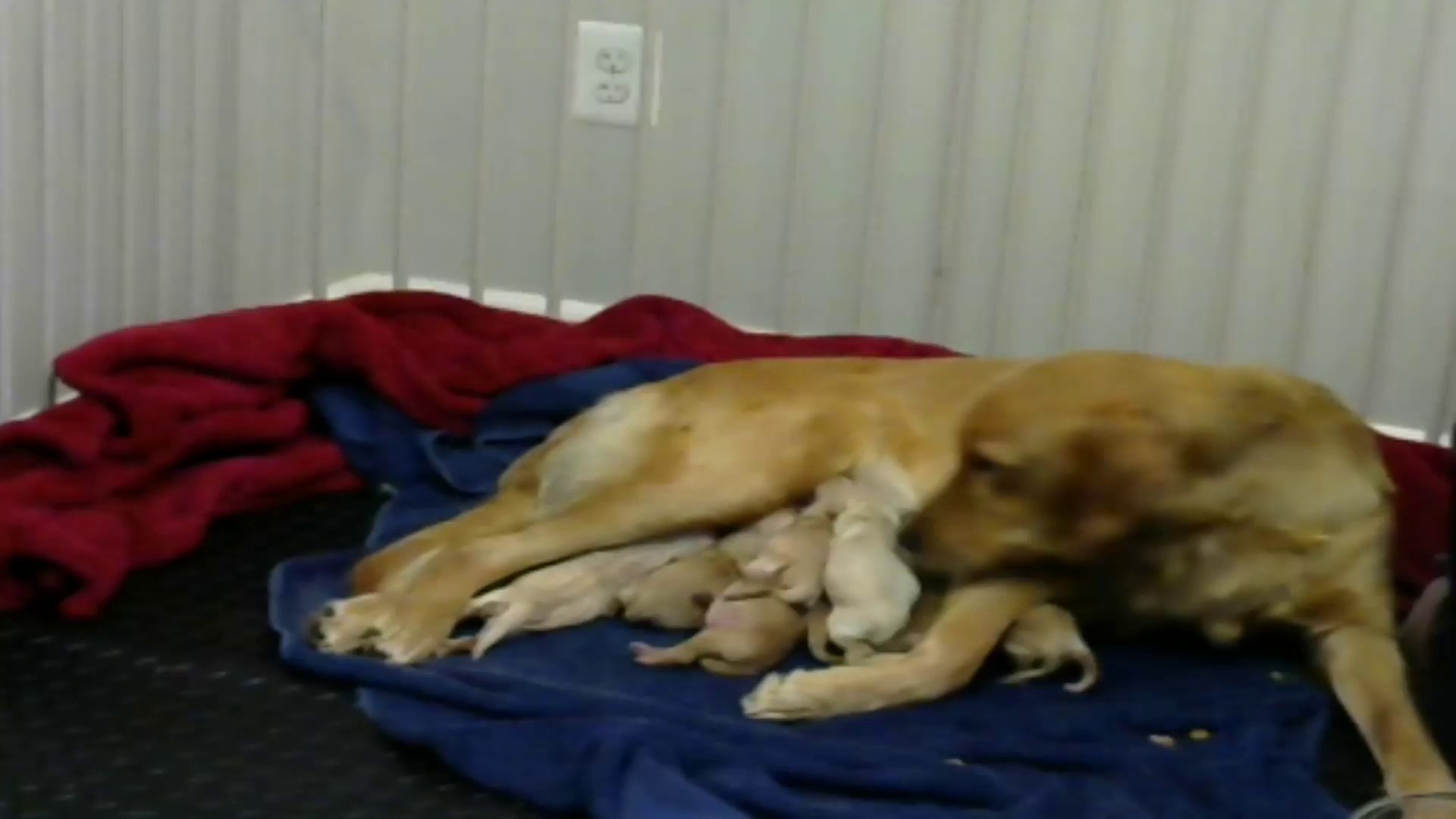 Live Golden Retriever Puppy Cam!