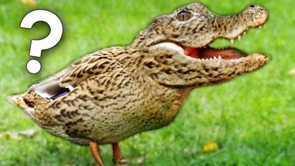 SQUEEZIE-FAKE OU VRAIE PHOTO