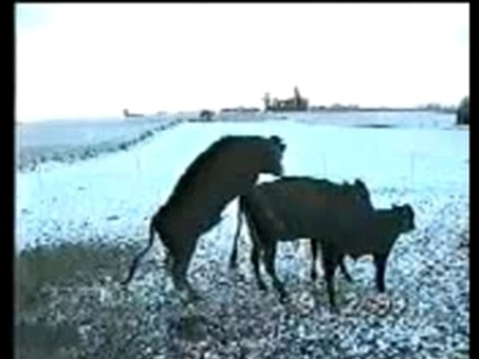 Vache froide