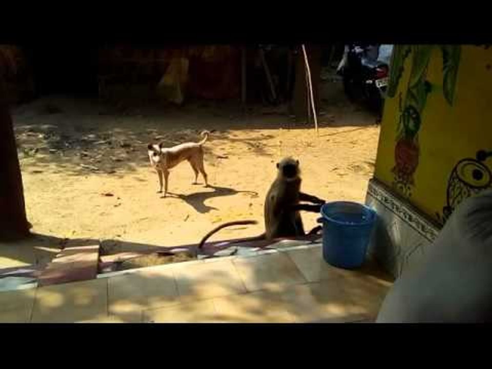 Most amazing wild animal attack#1