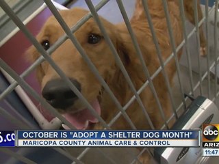 October is "Adopt a Shelter Dog Month"