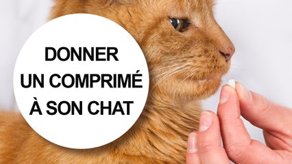 [Tuto véto] Comment donner un comprimé à son chat