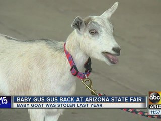 Baby Gus Gus back at Arizona State Fair