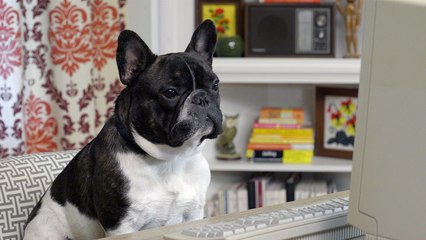 Computer Mouse - #026 Ask Frank: Advice for Dogs. By a Dog.