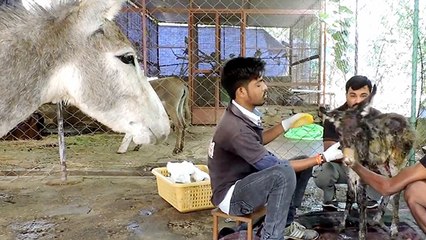 Worried Donkey Mom Watches As Baby Recovers From Injuries