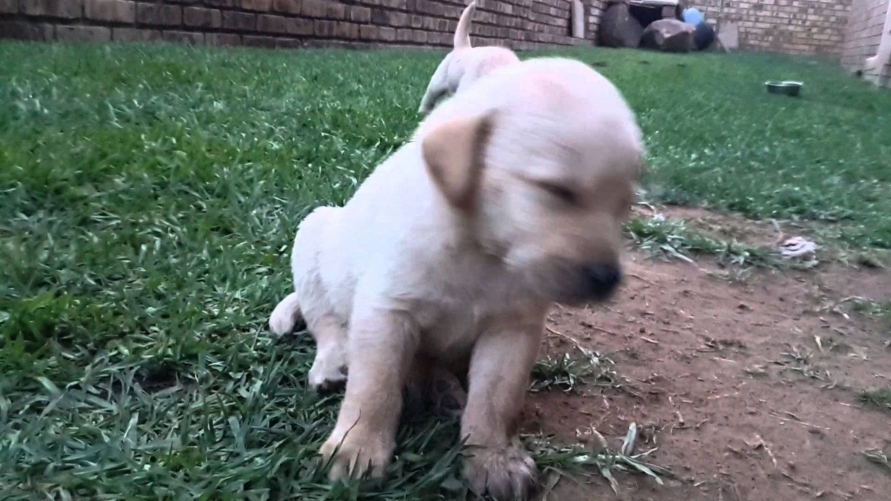Labrador puppy falls asleep while sitting