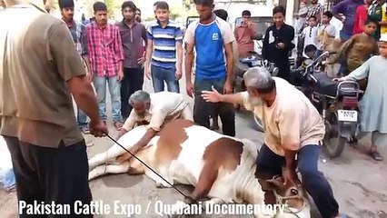 Angry cow qurbani Professional Qasai