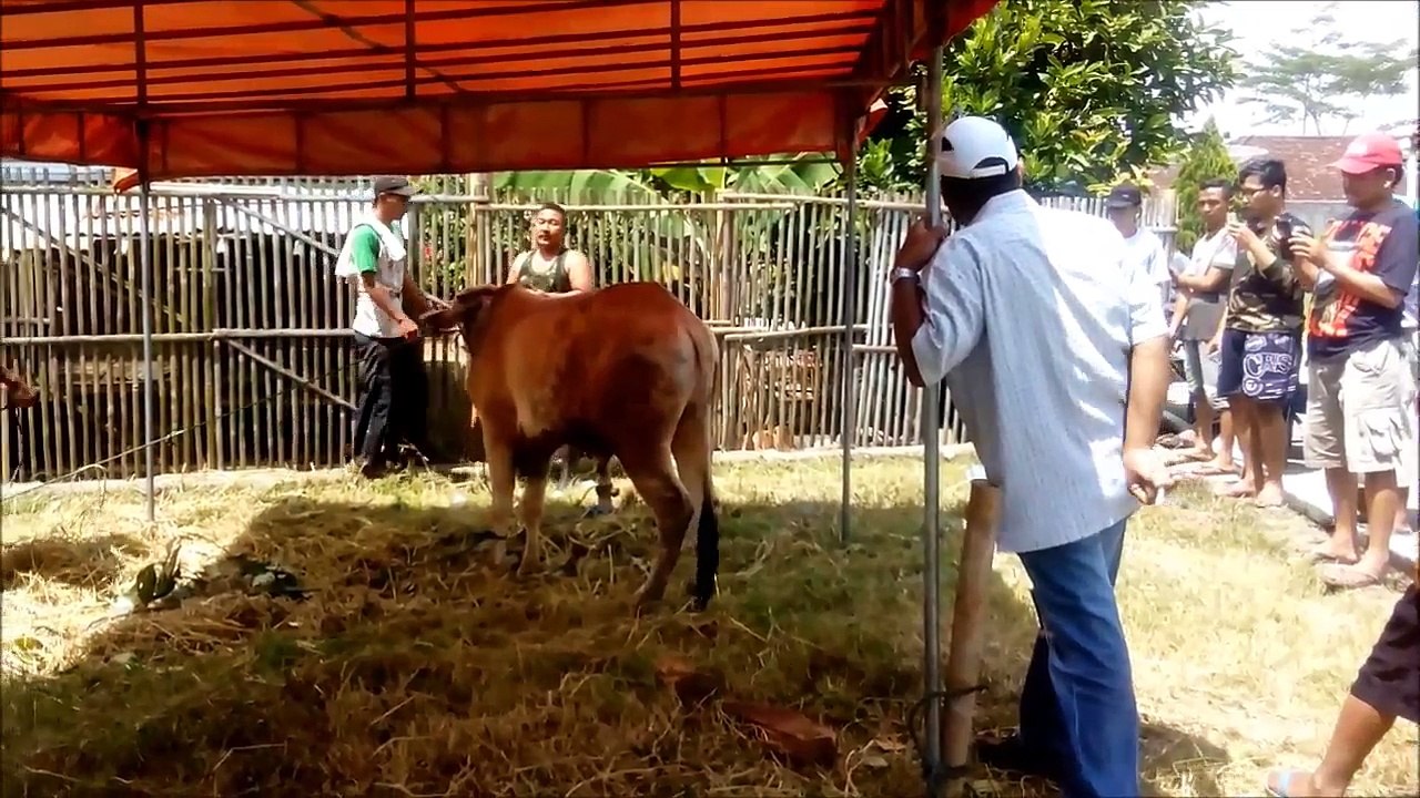 cow qurbani out of control at perum jambewangi Secang Magelang Indonesia